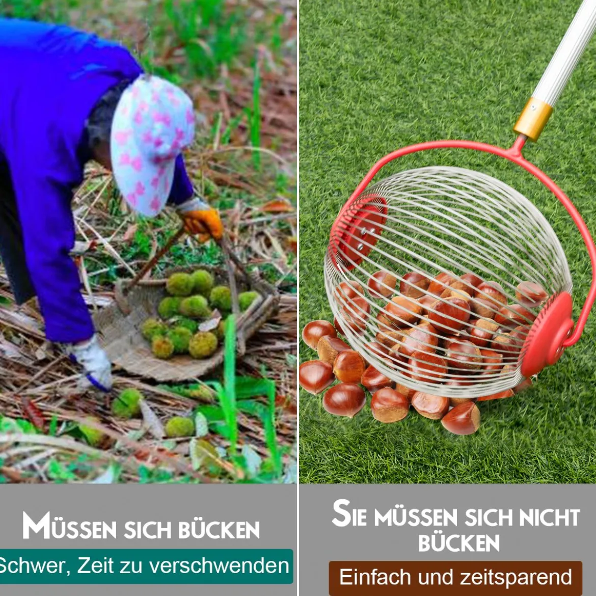 Obstsammler Nusssammler Rollsammler für Aufsammeln von Früchte Nüsse Golfbälle Edelstahl70-128cm