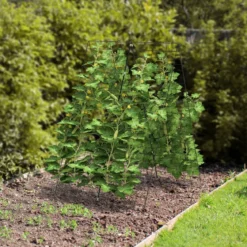 2-Teiliges Grünes Gartenspalier Unterstützung für Kletterpflanzen 122 x 86 cm