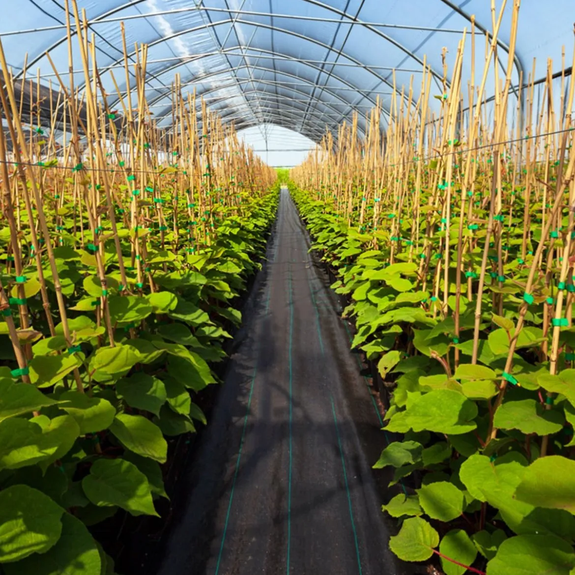 Unkrautvlies 50m² Gartenvlies gegen Unkraut Unkrautfolie PP Schwarz 50 x 1m-100 g/m²