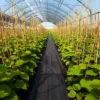 Unkrautvlies 50m² Gartenvlies gegen Unkraut Unkrautfolie PP Schwarz 50 x 1m-60 g/m²